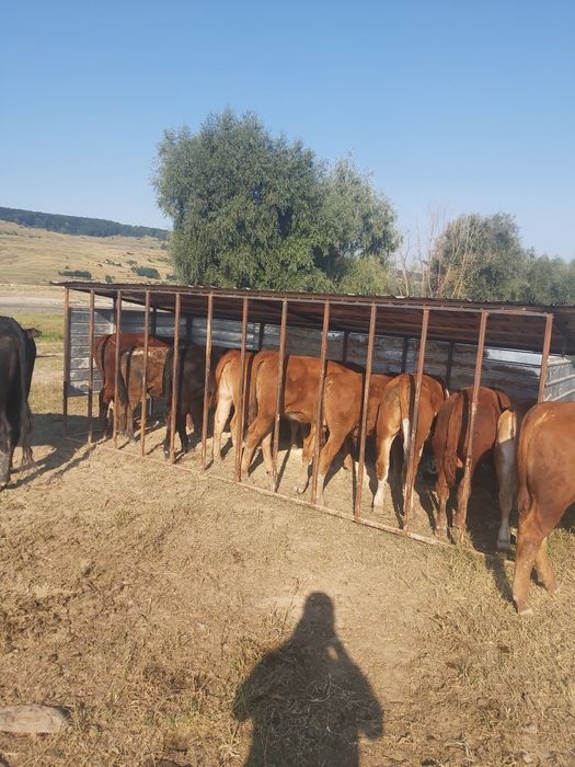 Vitele angus de vanzare