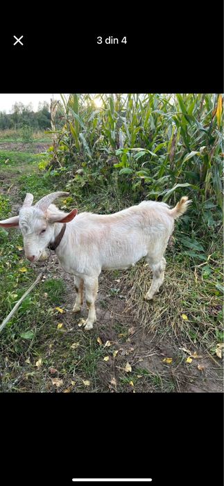 Vand tap din primavara