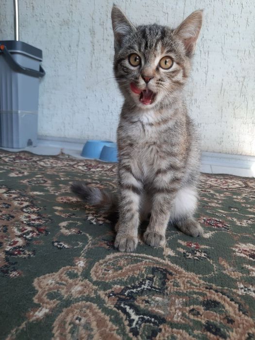 Отдам котенка в хорошие руки