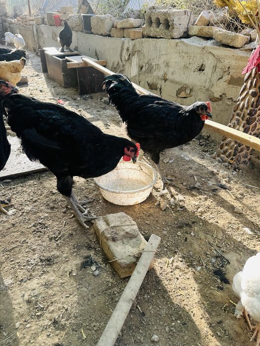 Yirik jersi gigant jo’ja xo’rozlari sotiladi