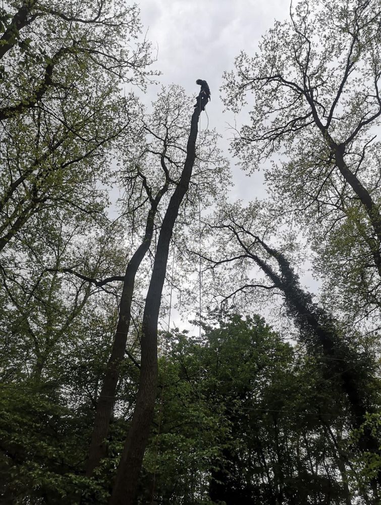 Arborist, alpinist utilitar in arbori, taiere de arbori/copaci