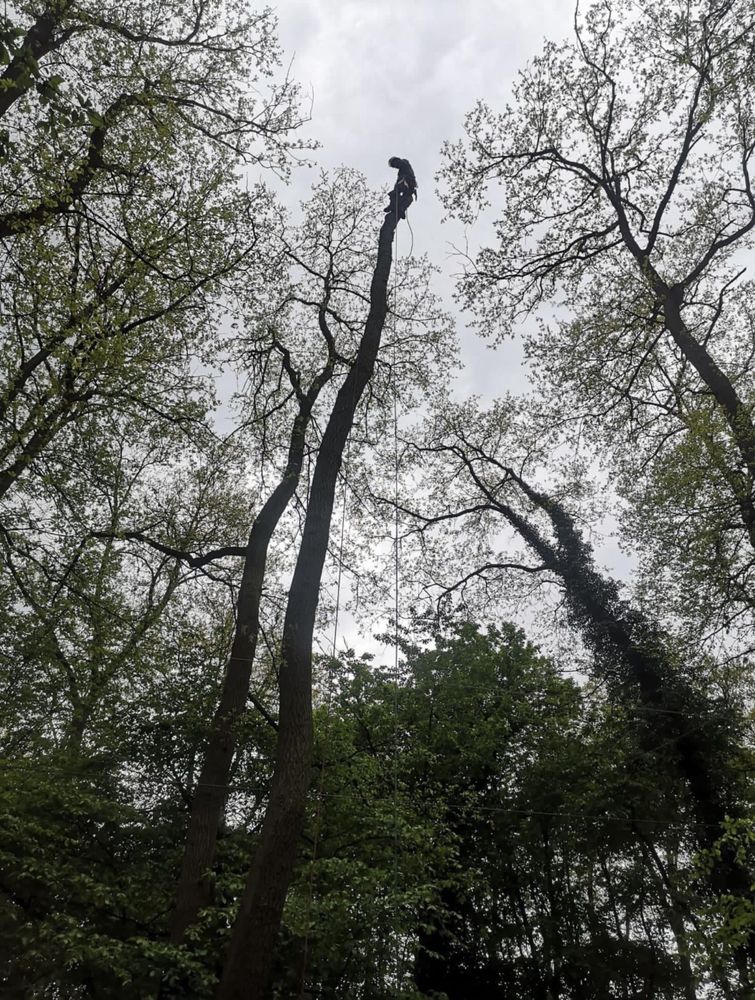 Arborist, alpinist utilitar in arbori, taiere de arbori/copaci/pomi