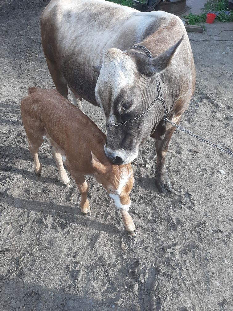 Vând vacă limousin cu vițel