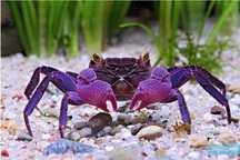 Vampire crab purple(doar la comandă)