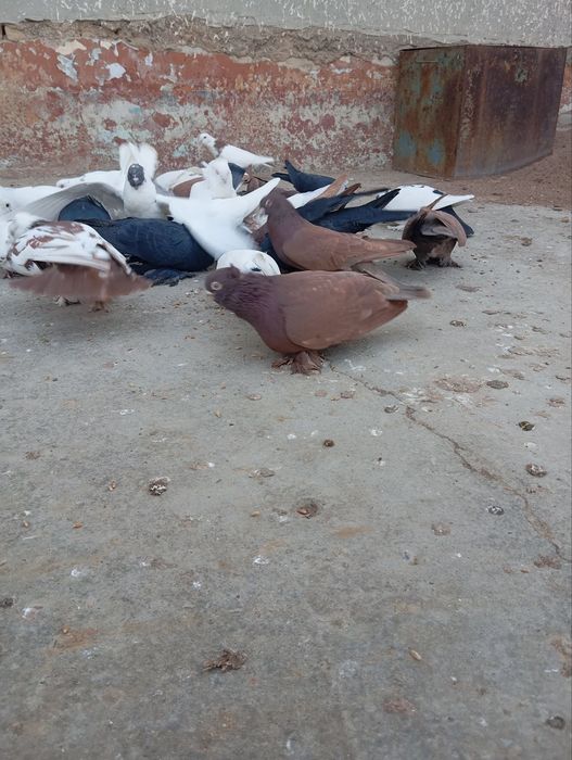 Каптарла сотилади срочно!!