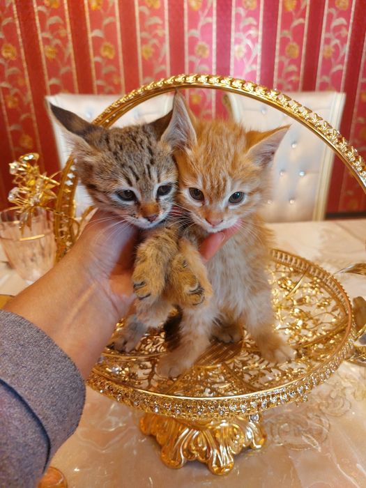 Отдаются милые котята