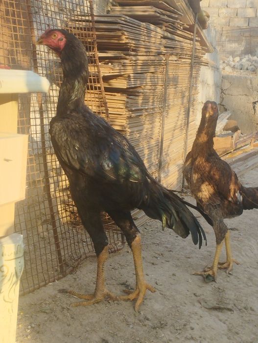 Dakan xoʻrozlar sotiladi