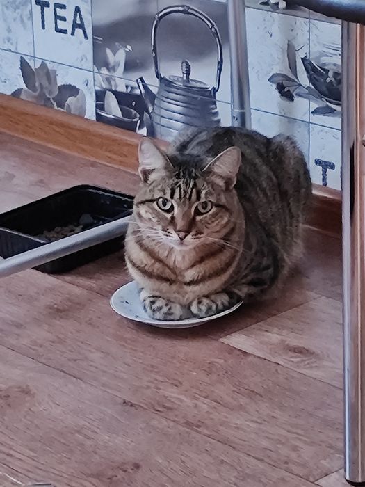 Дарю красивого котенка