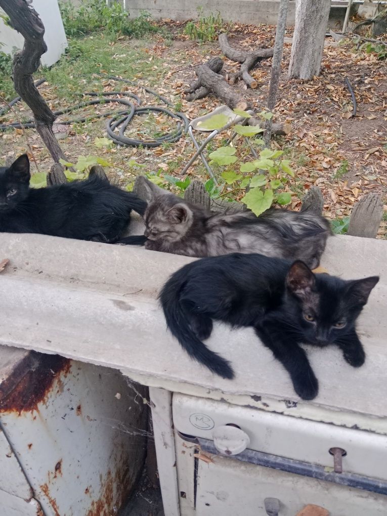 Котята отдам даром