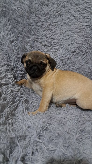 Продаю  клубного щенка мопсика мальчик