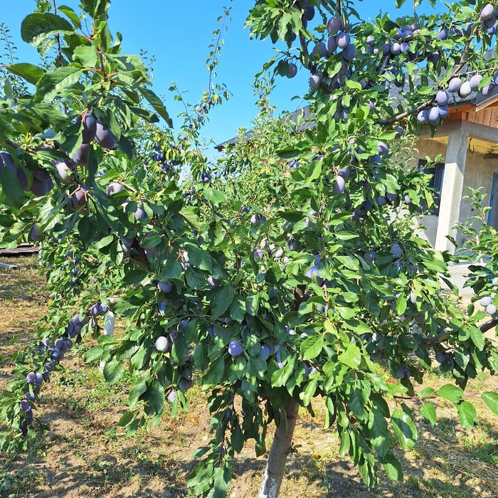 Producator vând prune