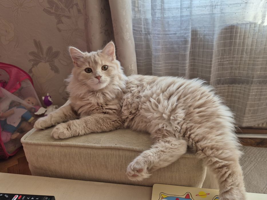 Женско персийско коте