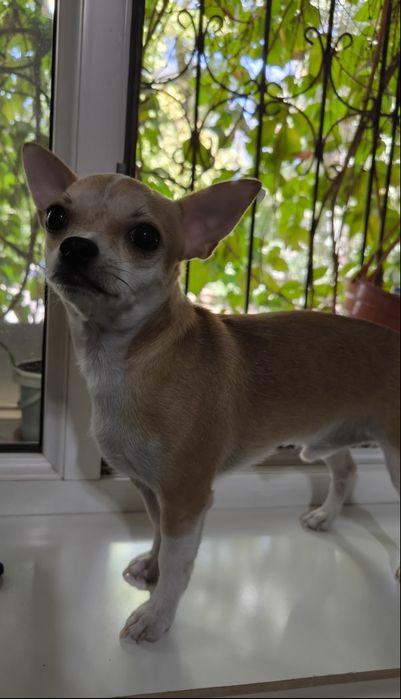 Требуется сука этой породы