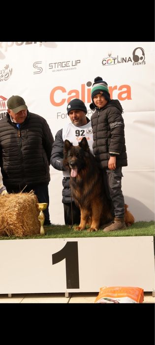 Femela ciobanesc german par lung