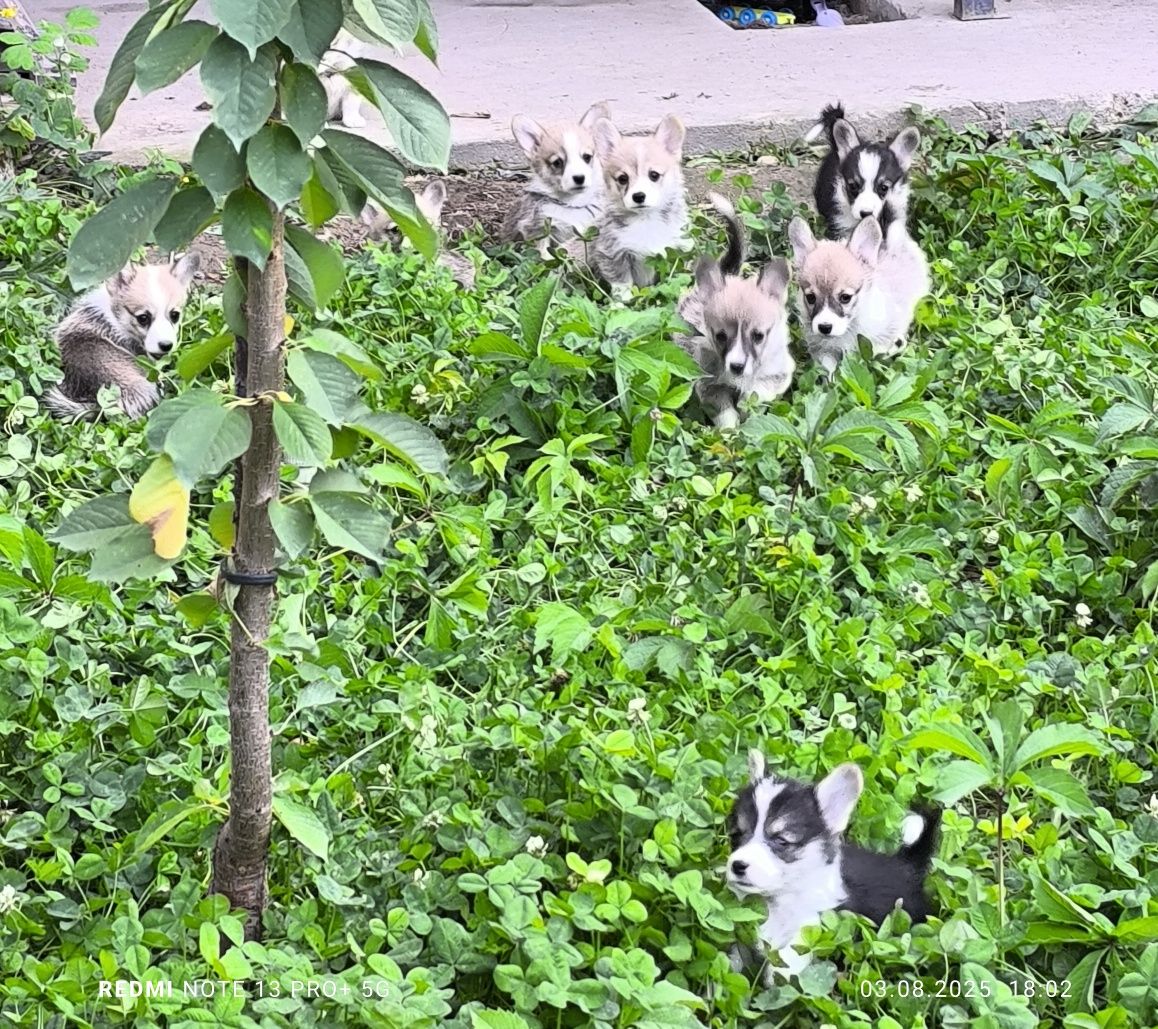 Щенята Вельшь Корги Пемброк