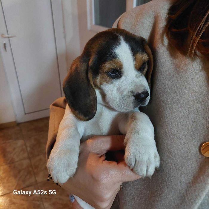 Куче порода Бигъл