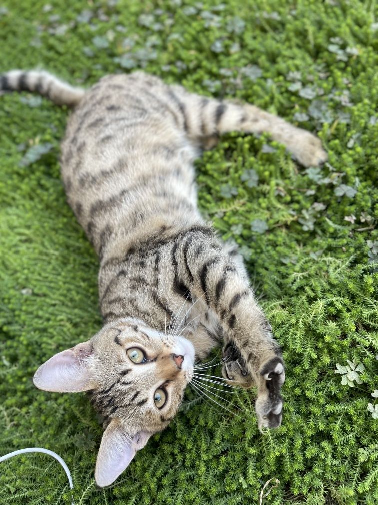 Mushuk polubengal