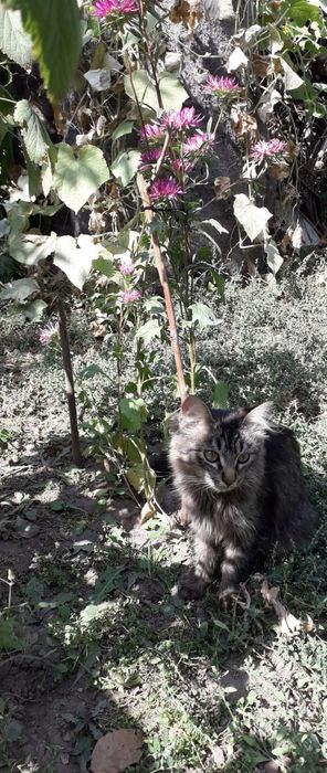 Котята крысыловы
