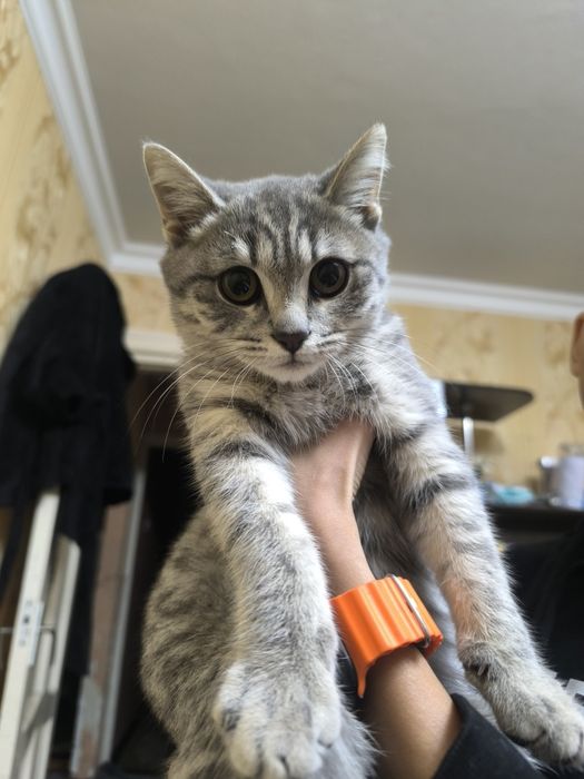 Skotish strayt toza qon