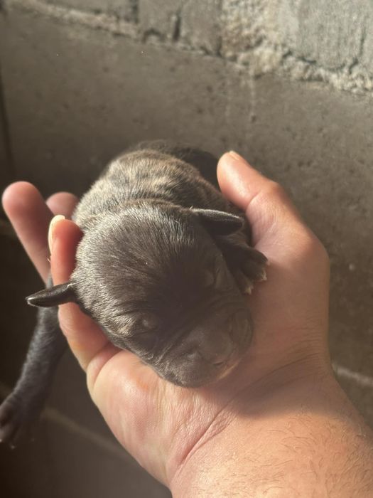 Питбулчета на на 2 седмици търсят нови стопани