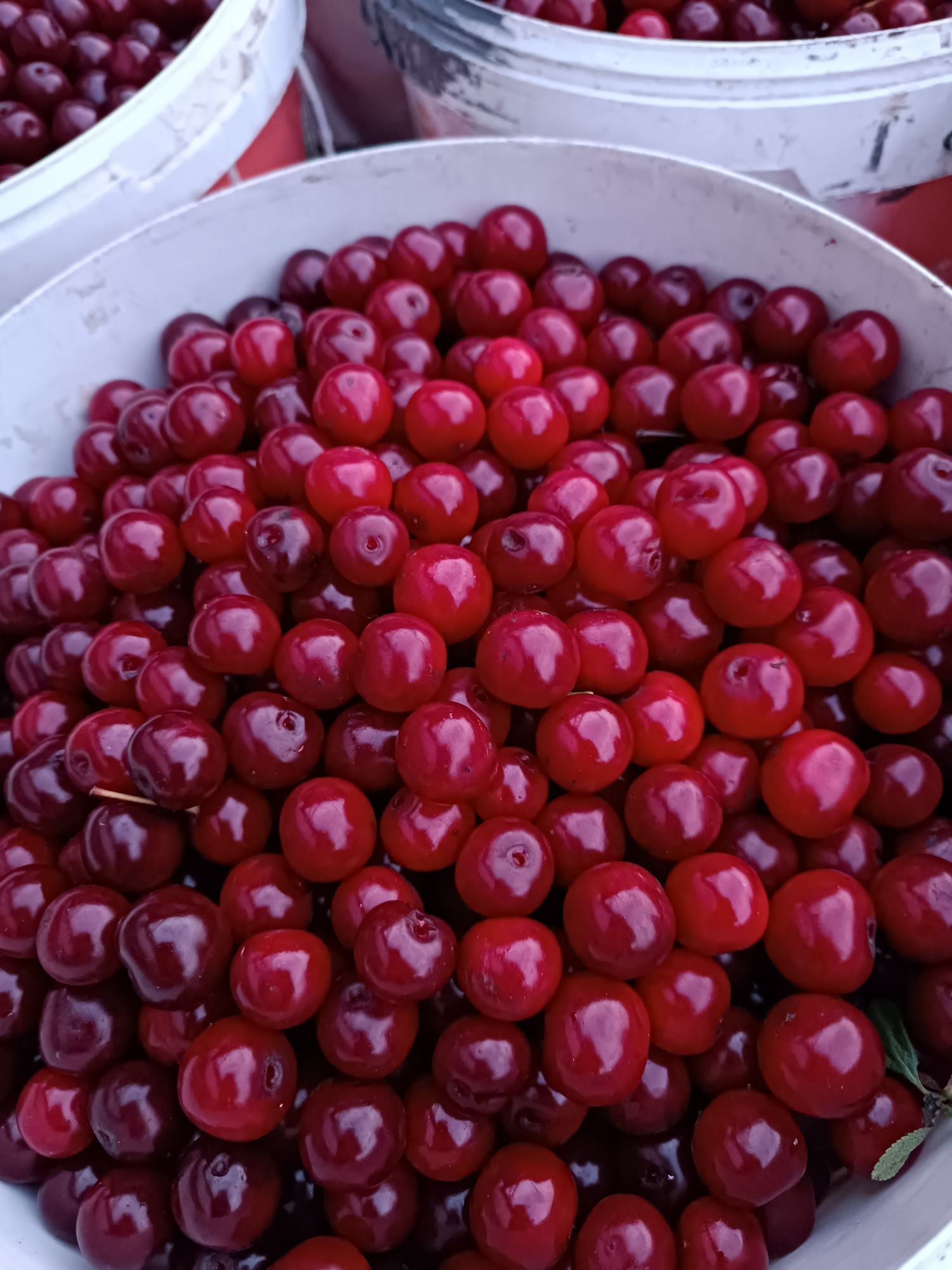 Продам вишню 7000 тенге