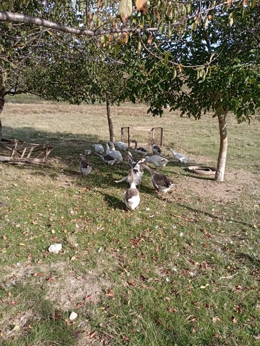 Vând gâște tinere