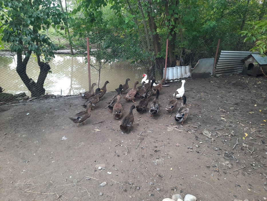 Rațoi românești culoare sălbatic