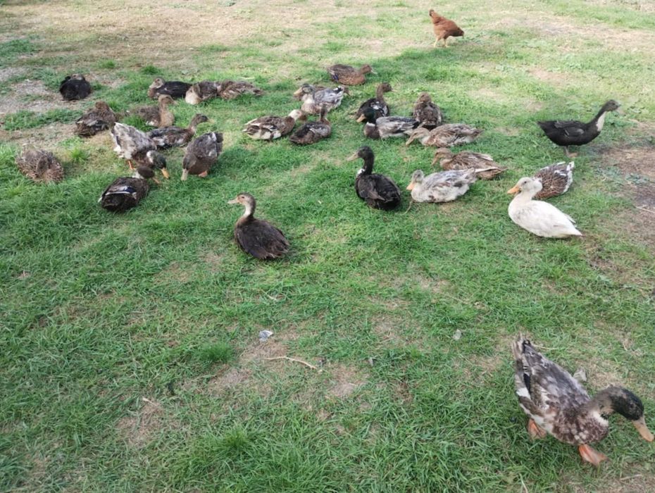 Vând rațe de anul acesta