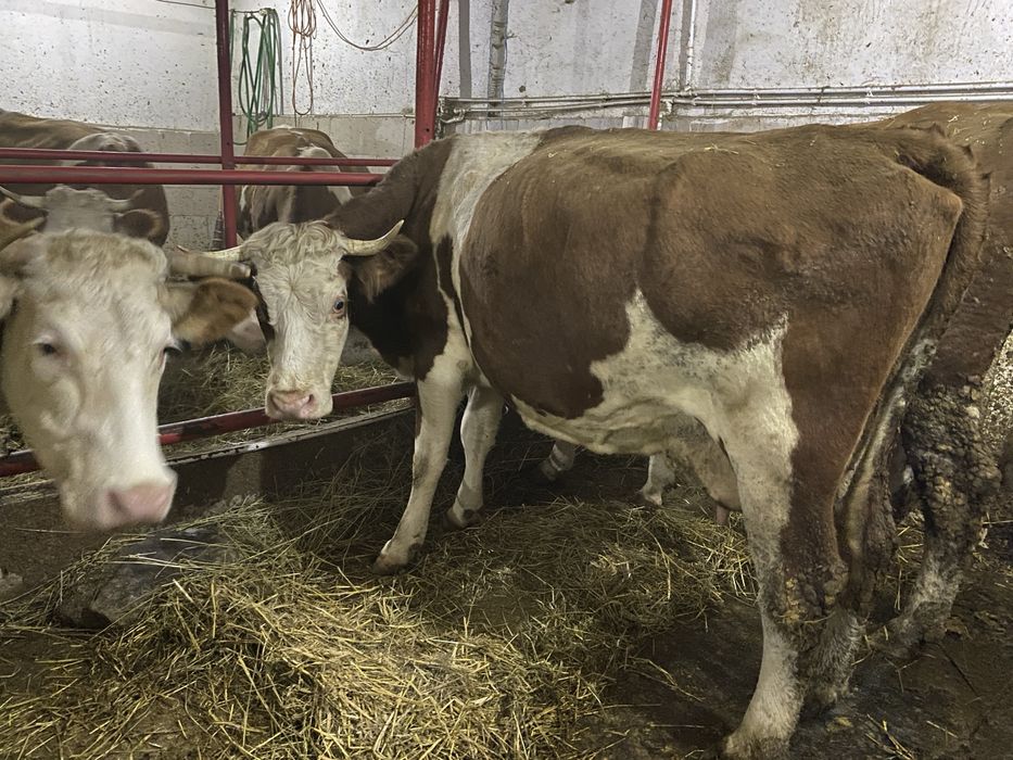 Vaci de vanzare Baltata Romaneasca