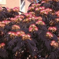 Albizia verde floare roz si Albizia summer Chocolate