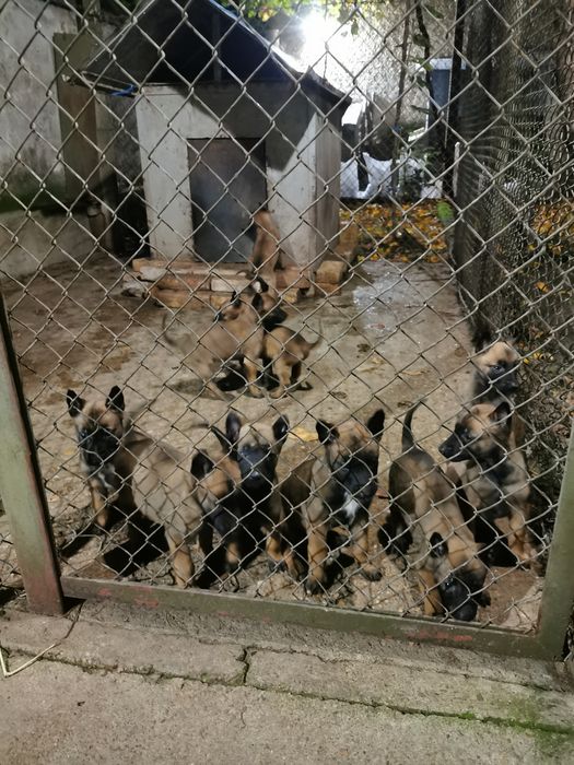 Белгийски овчарки малиноа