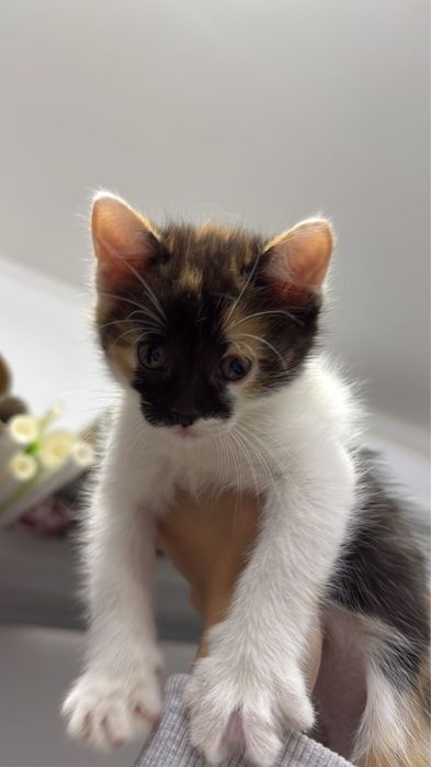 Котенок бесплатно в Актау
