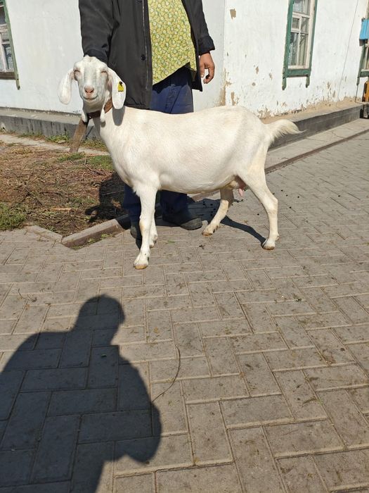 Продам козу первокотку.