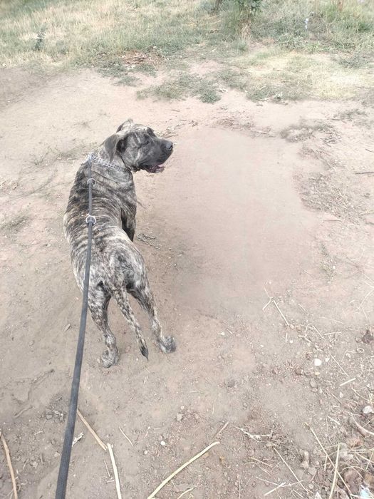 Catei presa canario