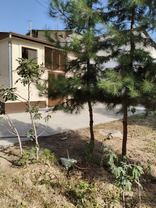 Сосна дерево двух-трёхлетний