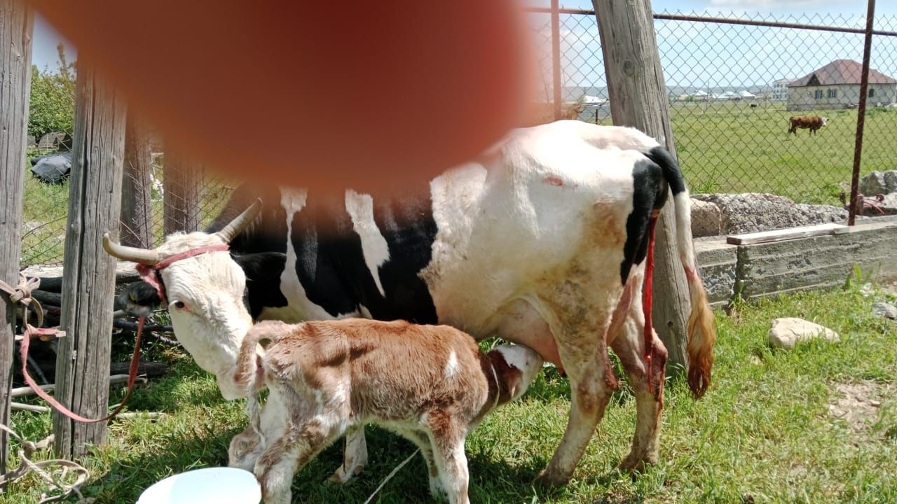 Суты сыйир молочная корова
