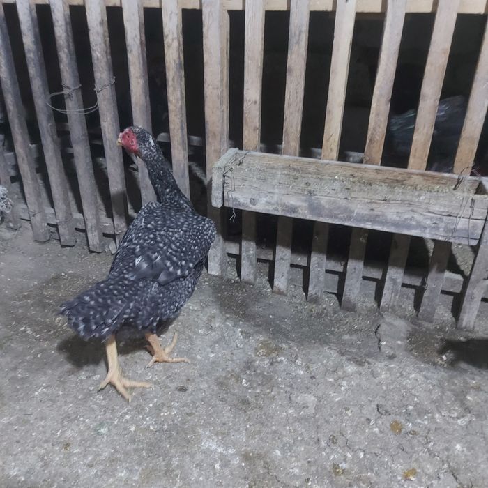 Китай фазан  курочка 1.5год