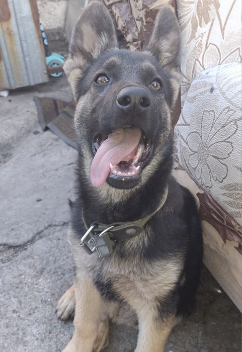 Продам молодую немочку