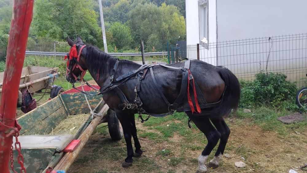 Se vinde iapa cuminte vârstă 10ani