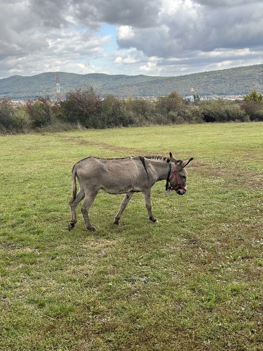 Magar de vanzare