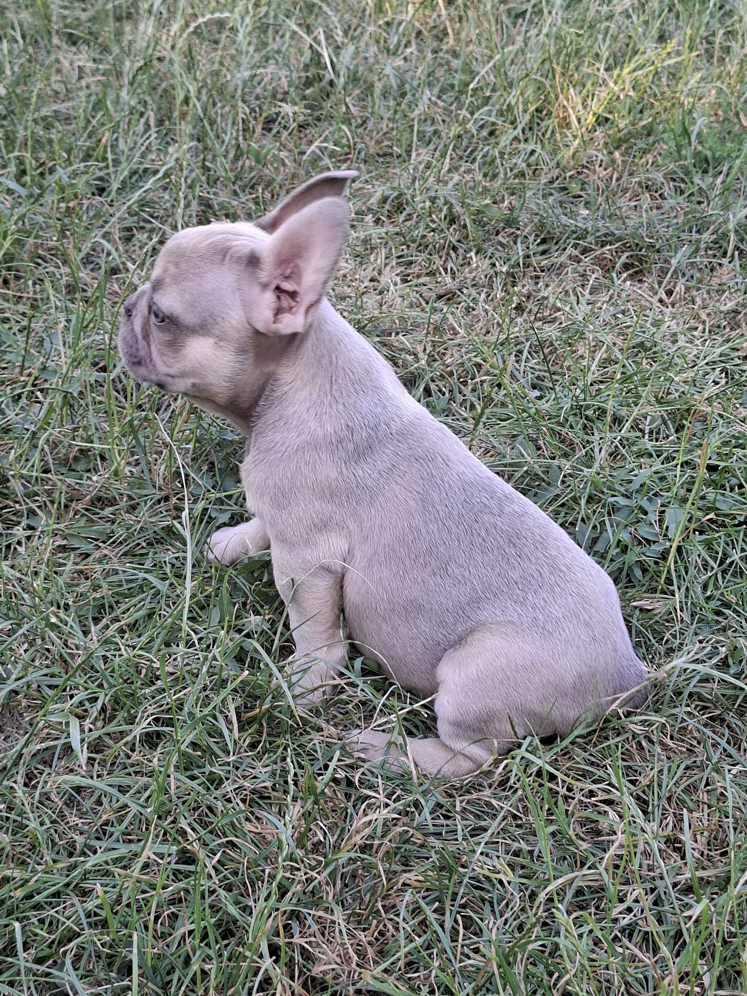 Bulldog Francez femelă