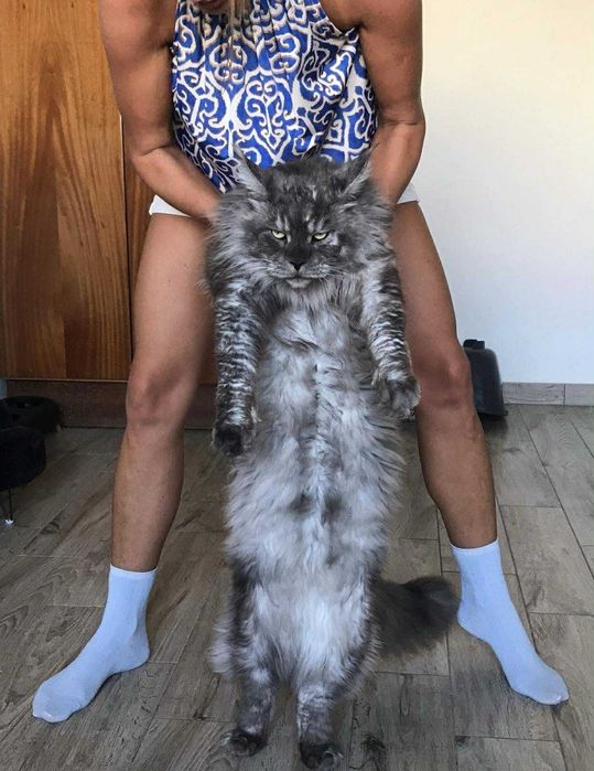 Мейн-куун котенца