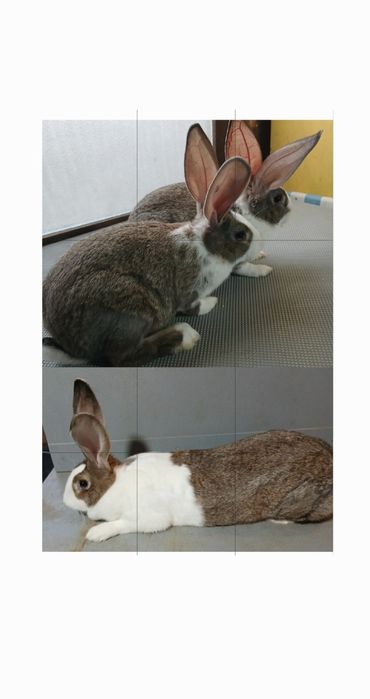 Hycole francez masculi și femele