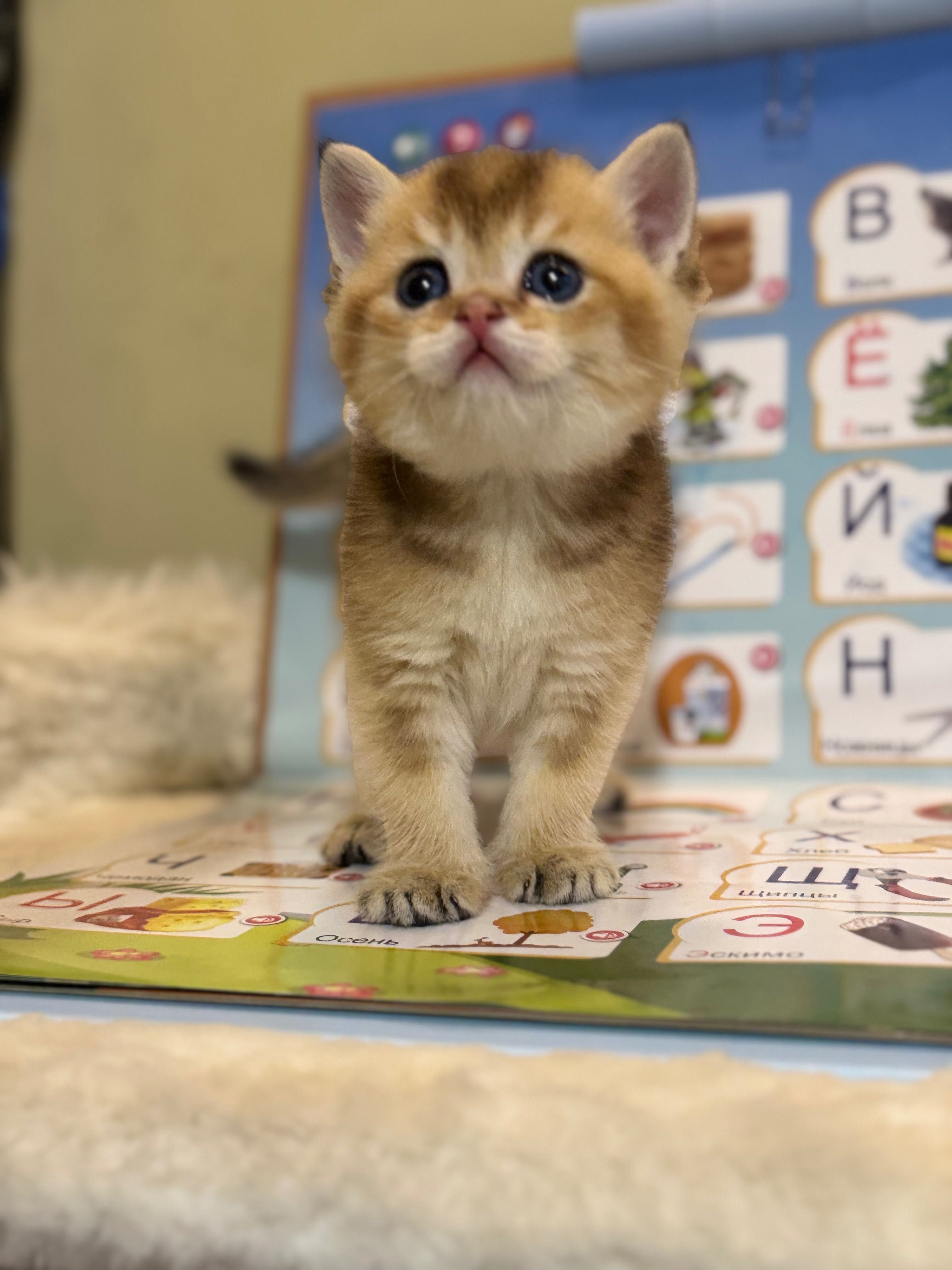 Продаются котята, золотая шиншилла.