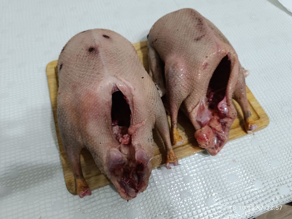 продам диких гусей