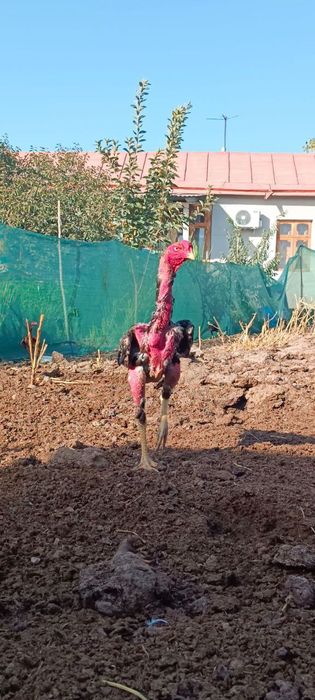 Dakan jojala sotiladi