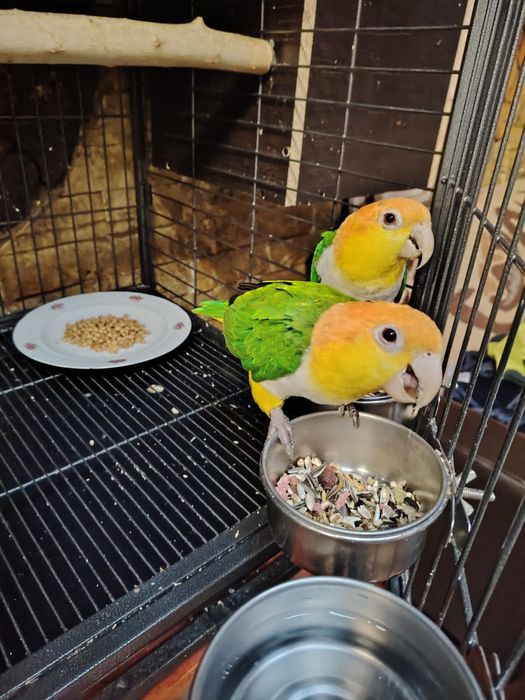 Papagali caique maturi