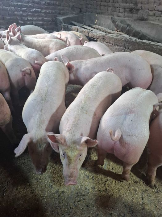 Угоени прасета 6лв