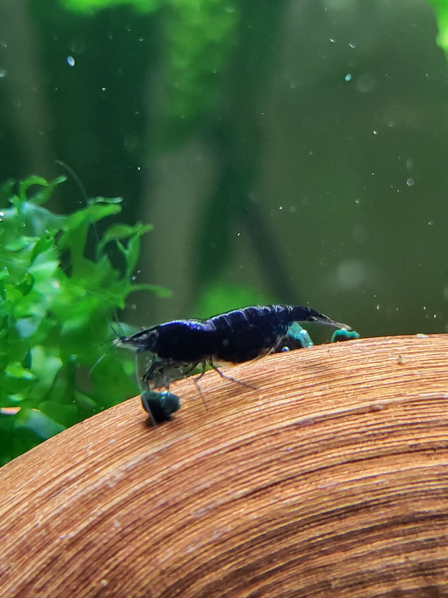 Creveți Neocaridina Blue Diamond