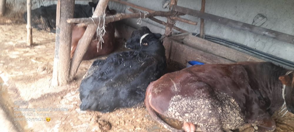 Ассаломуалайкум хукизлар хукизлар пародни  еб и